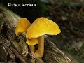Pluteus leoninus-amf1486